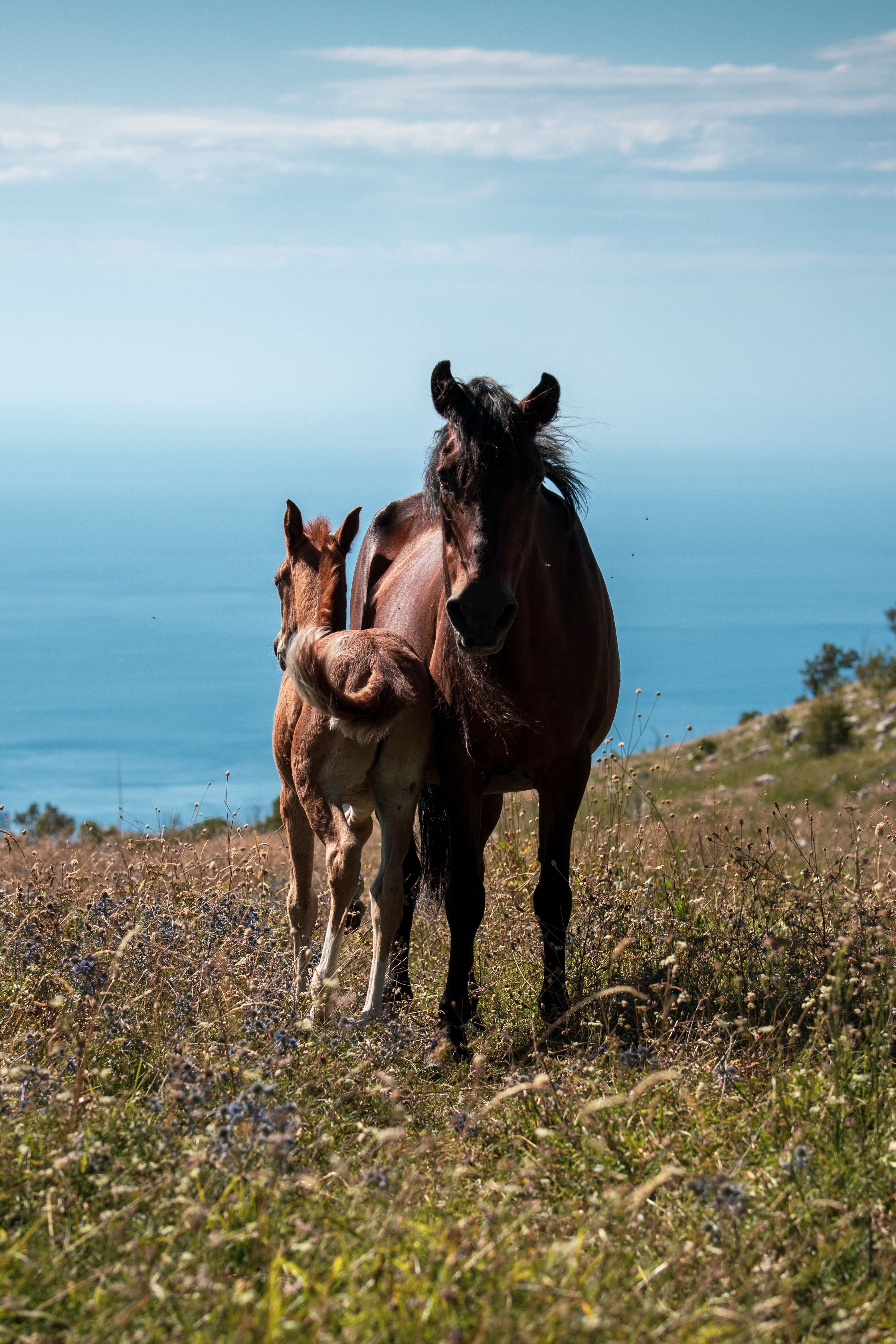A mare and her foal stand on a grassy hillside overlooking the sea in Montenegro.