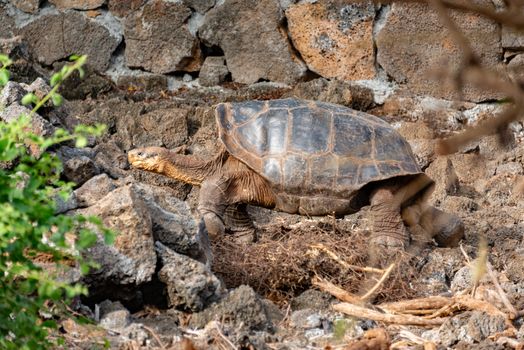 Small-ship cruise with naturalist — Galápagos