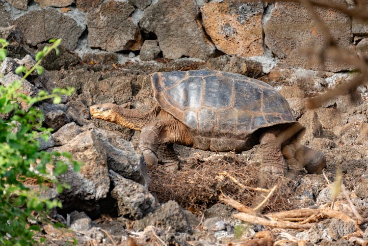 Turtle By Wall In Zoo