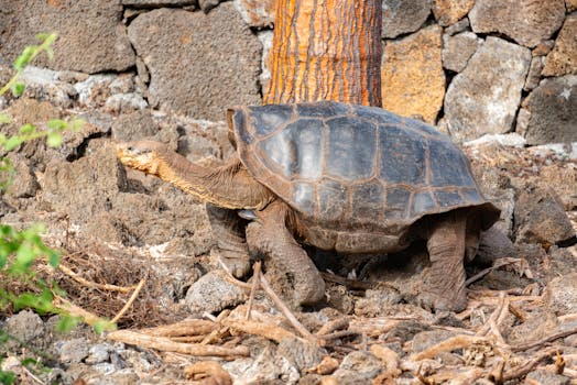Close-up of a Galapagos giant tortoise amidst rocky terrain, showcasing its unique shell.