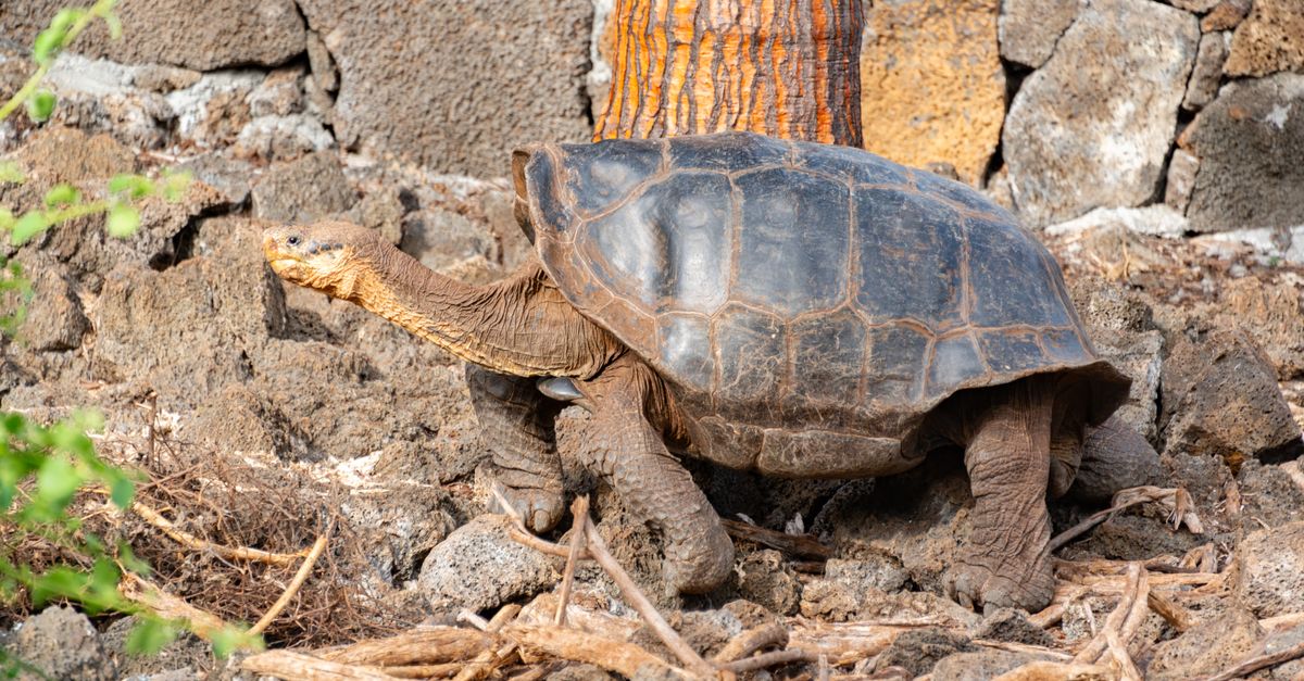 Turtle in Zoo · Free Stock Photo