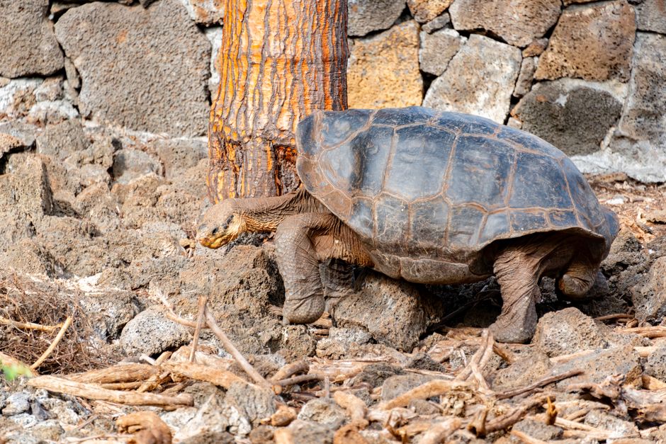 Galápagos tortoise walking near a tree amidst rocky terrain. Captured at a zoo.