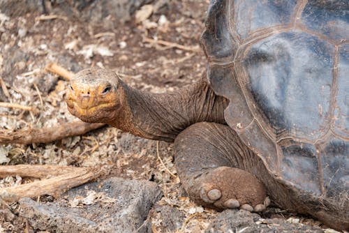 Kostenloses Stock Foto zu exotisch, Galapagos-Riesenschildkröte, gefährdet