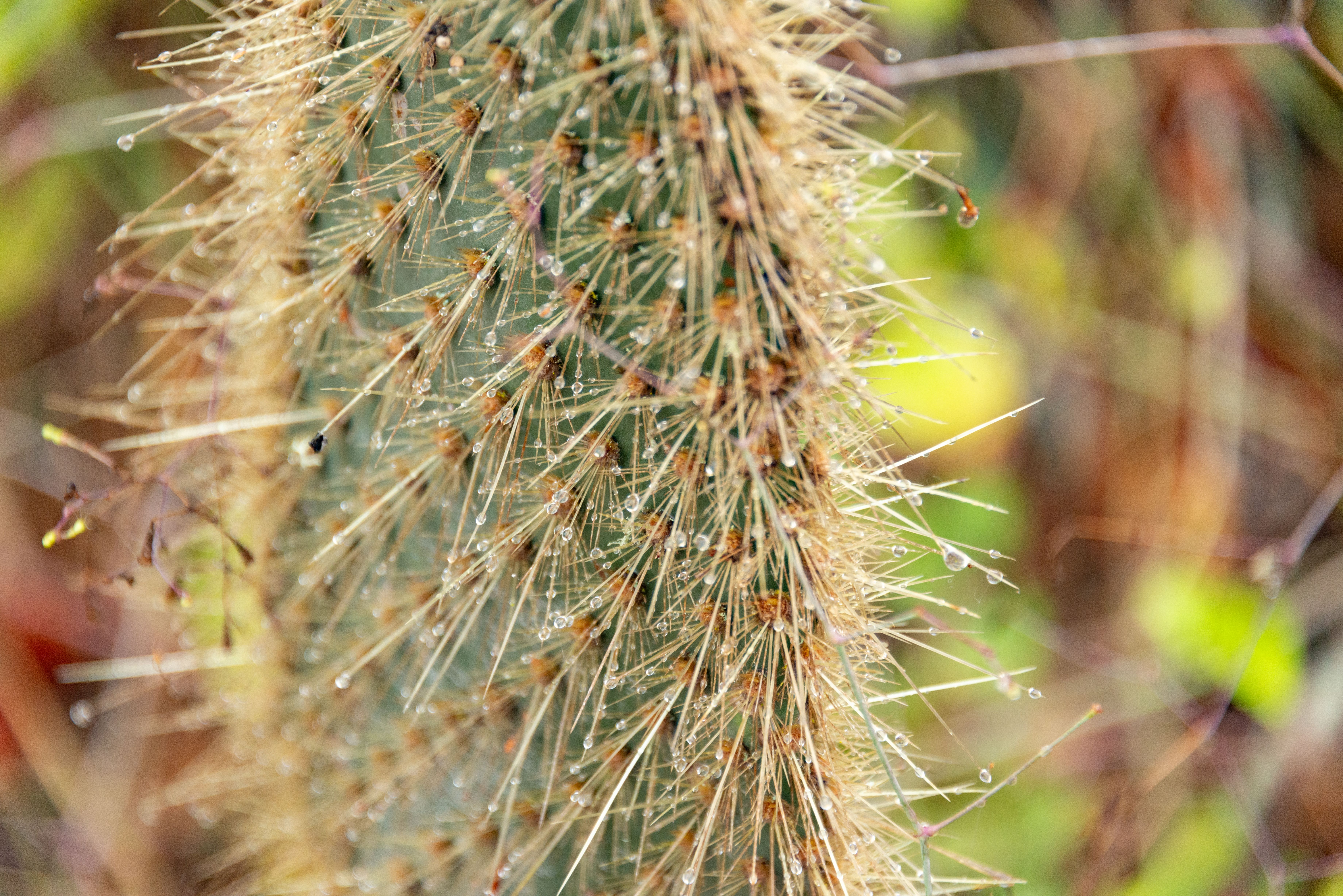 Spines of Cactus  Free Stock Photo