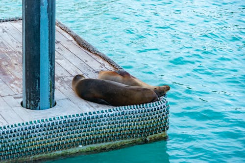 Seals Lying Down on Pier