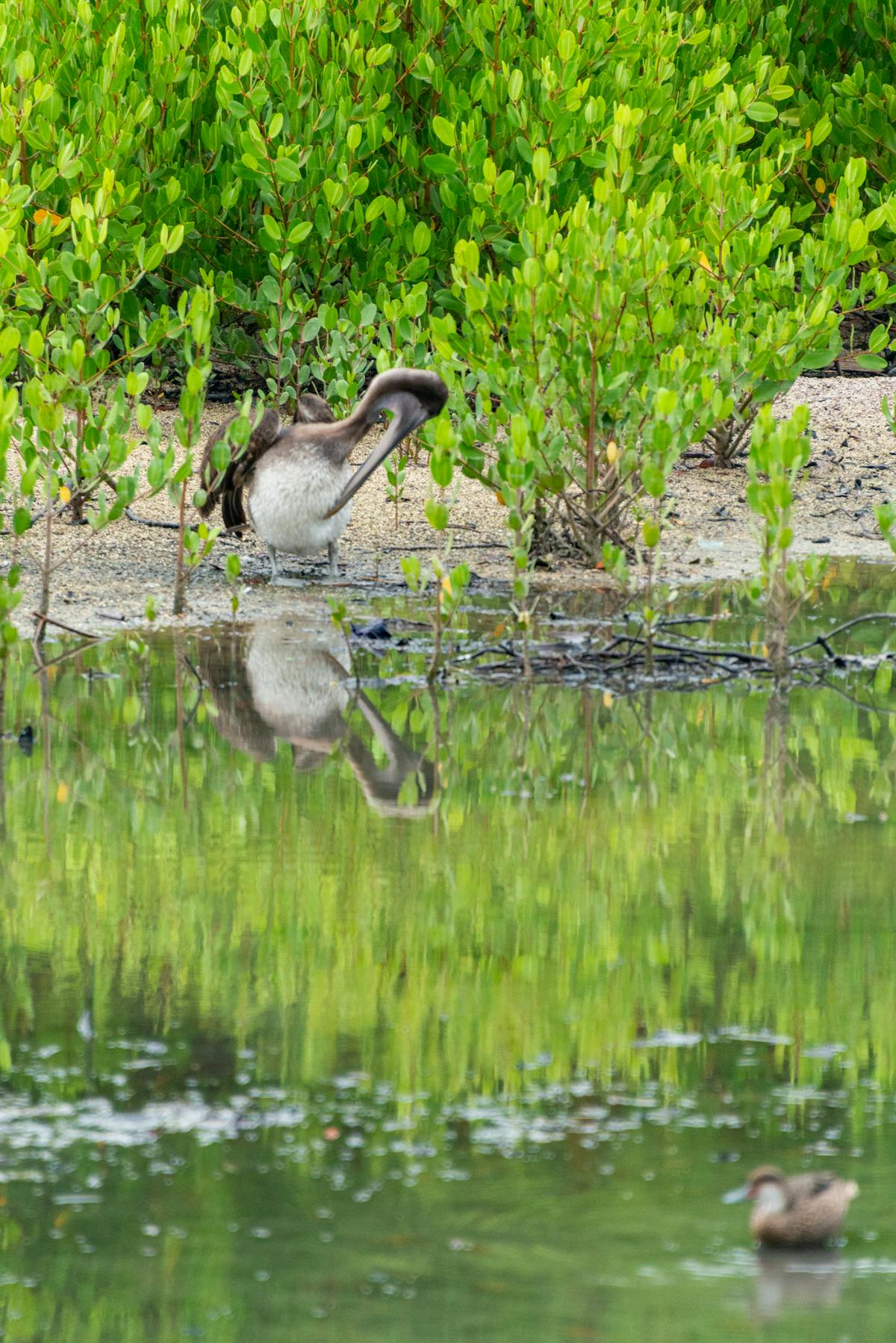 Bird Pinjra Latur Photos, Download The BEST Free Bird Pinjra Latur