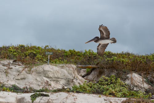 Pelican Flying Over the Dunes by the Beach