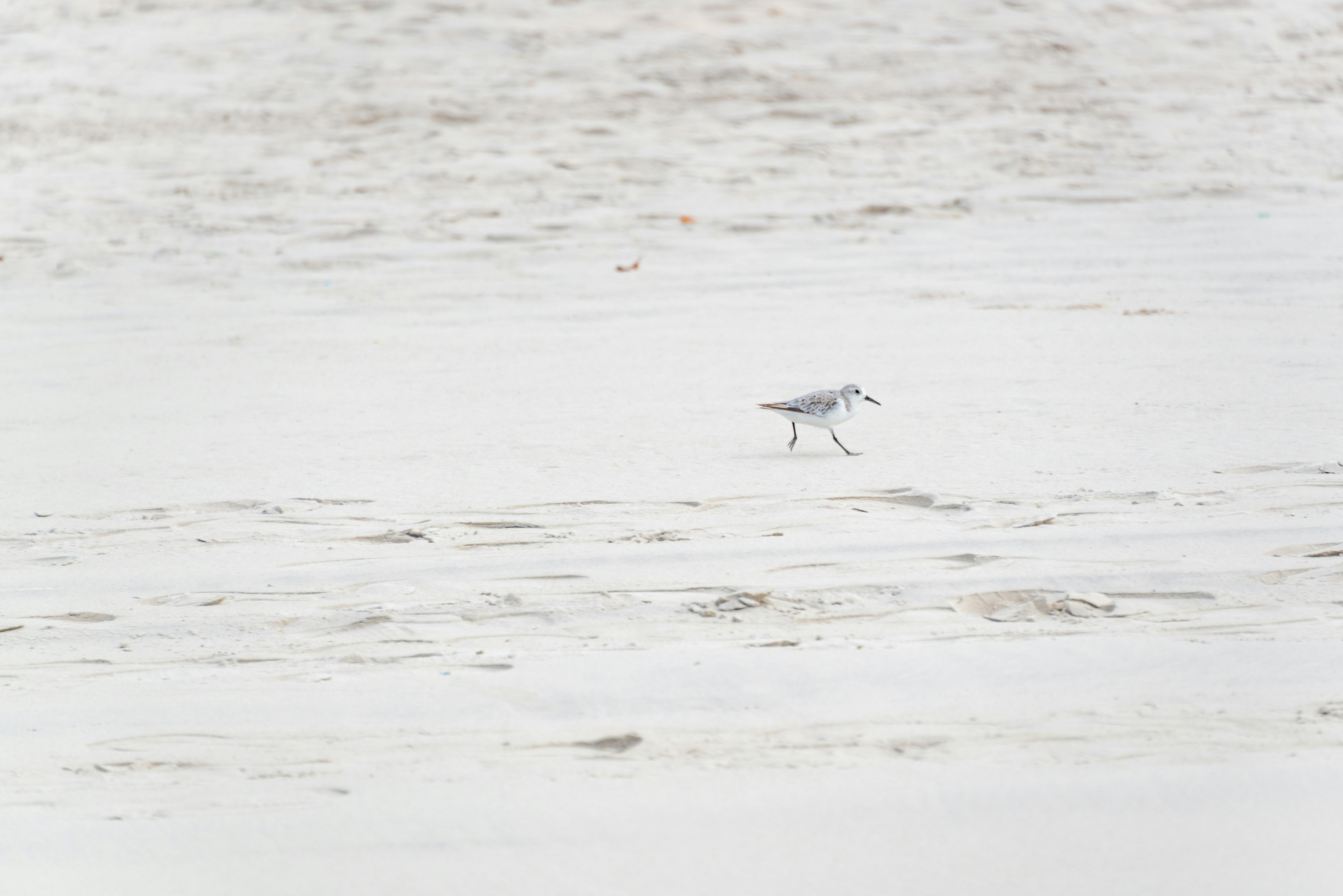 Photo of Birds at the Beach · Free Stock Photo