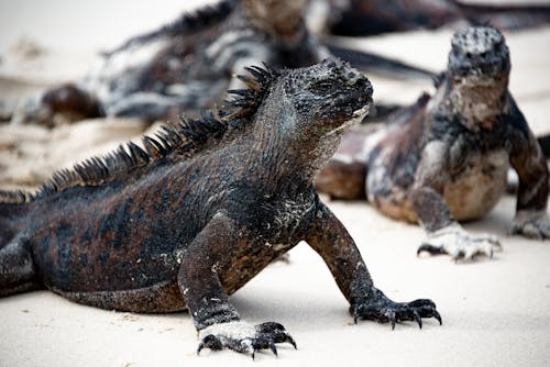 加拉巴哥海鬣蜥, 動物攝影, 半水生的 的 免費圖庫相片