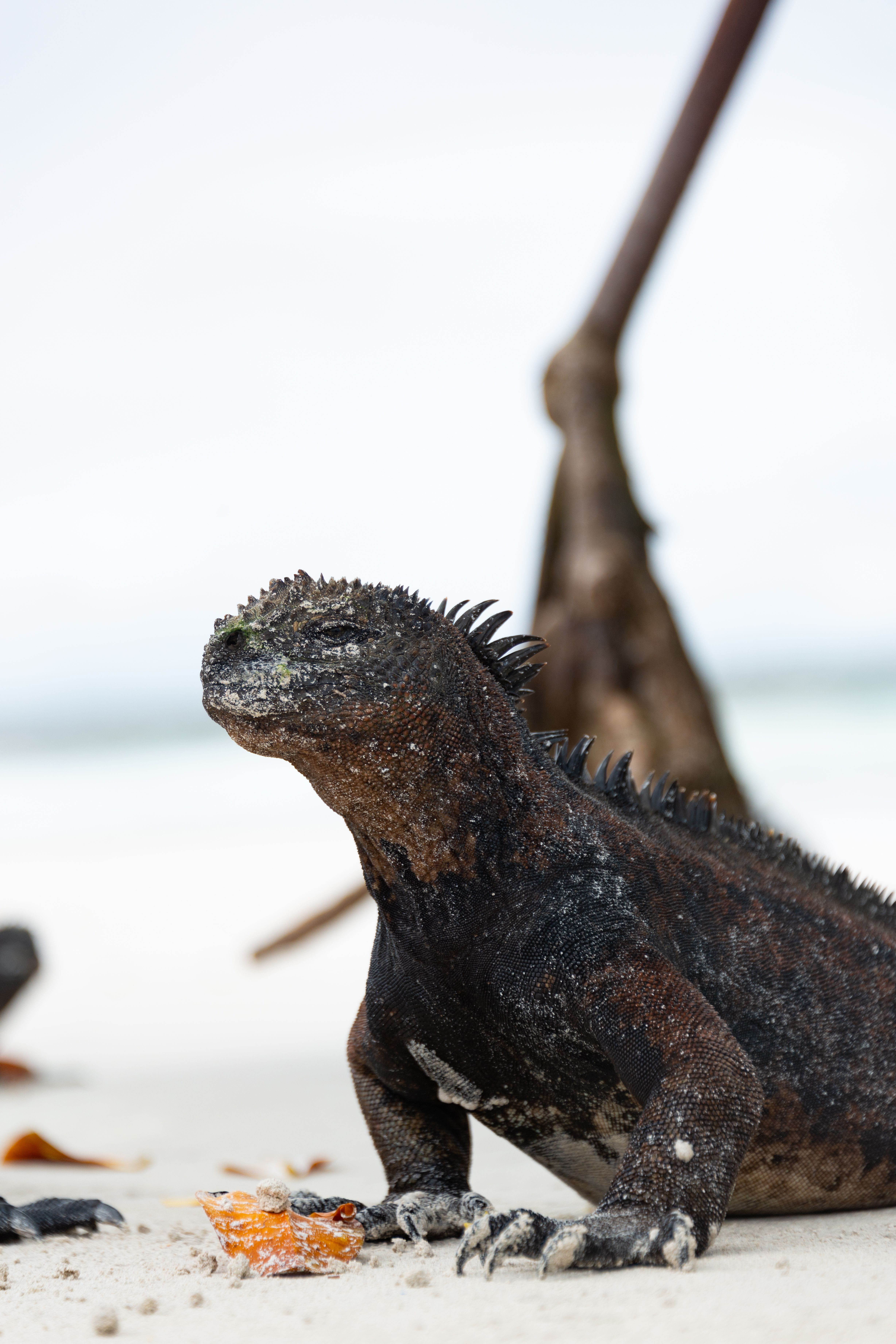 A marine iguana resting on pale sand at the shoreline in the Galapagos.