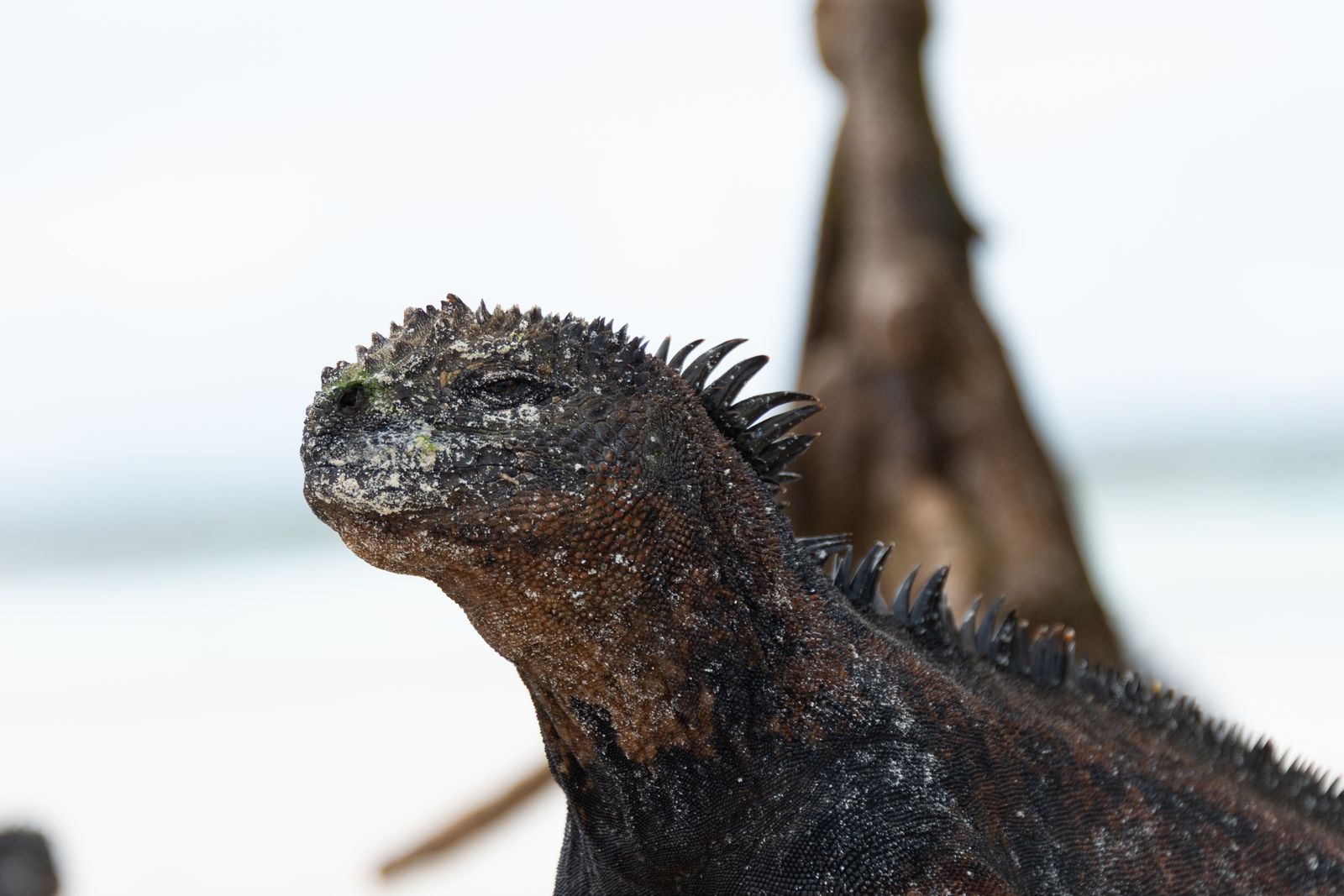 A marine iguana resting on pale sand at the shoreline in the Galapagos.