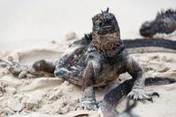 A marine iguana rests on a sandy beach, showcasing its textured scales and natural habitat.