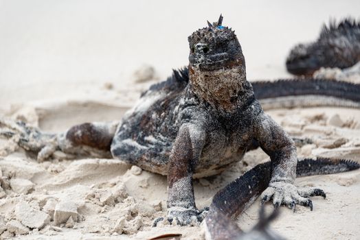 A marine iguana rests on a sandy beach, showcasing its textured scales and natural habitat.