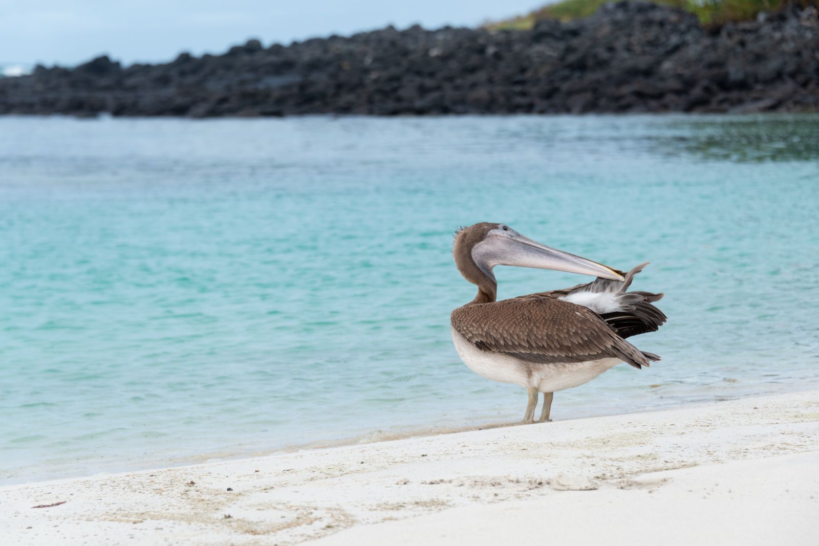 A pelican standing on a white Galapagos beach beside turquoise water and dark lava rock.