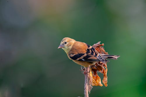 Безкоштовне стокове фото на тему «американський goldfinch, відділення, птах»