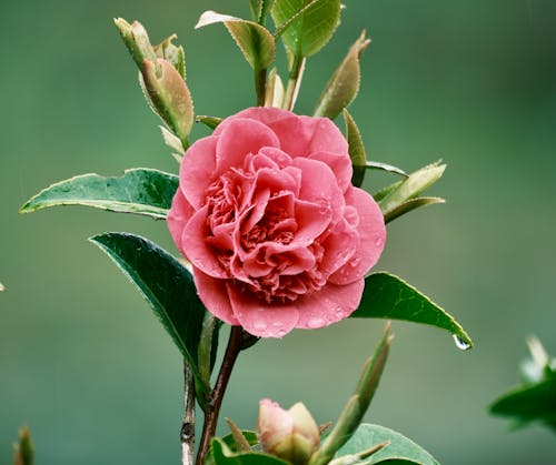 Foto stok gratis alam, berwarna merah muda, bunga
