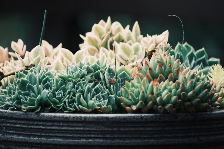 Agave Plants In A Pot