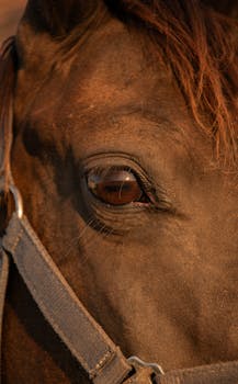Detailed close-up of a brown horse's eye in warm sunlight.