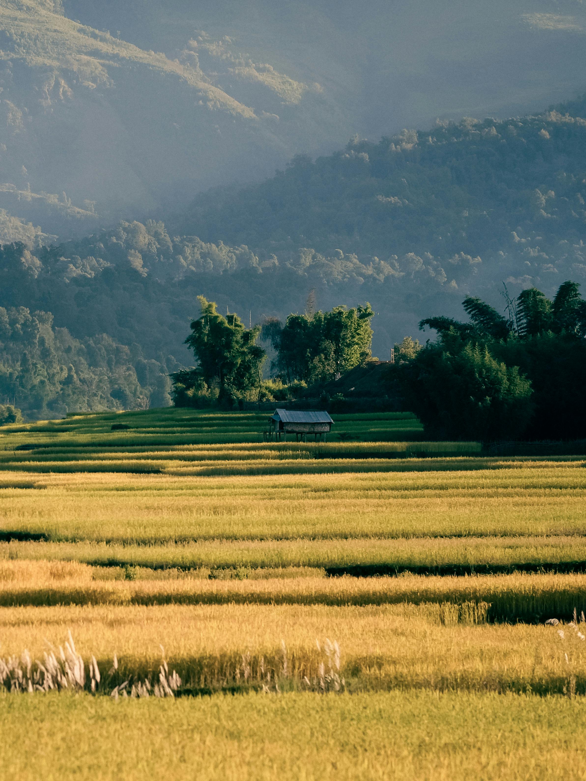 Hut in Rice Farm by Mountains · Free Stock Photo