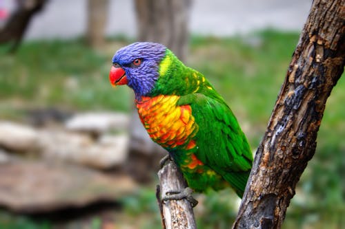 Colorful Parrot Bird