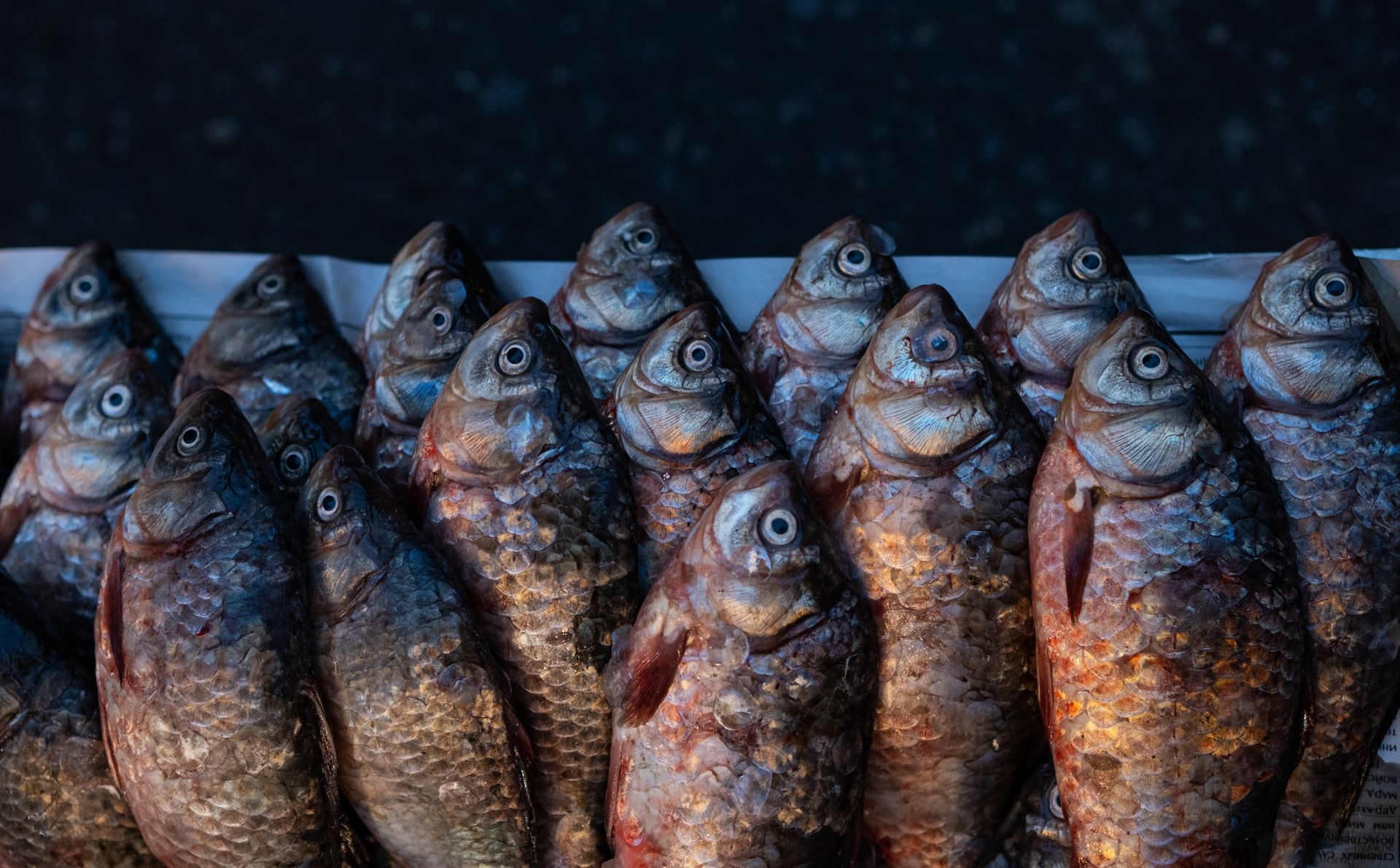 A row of fresh fish arranged at an open market stall, showcasing seafood variety.