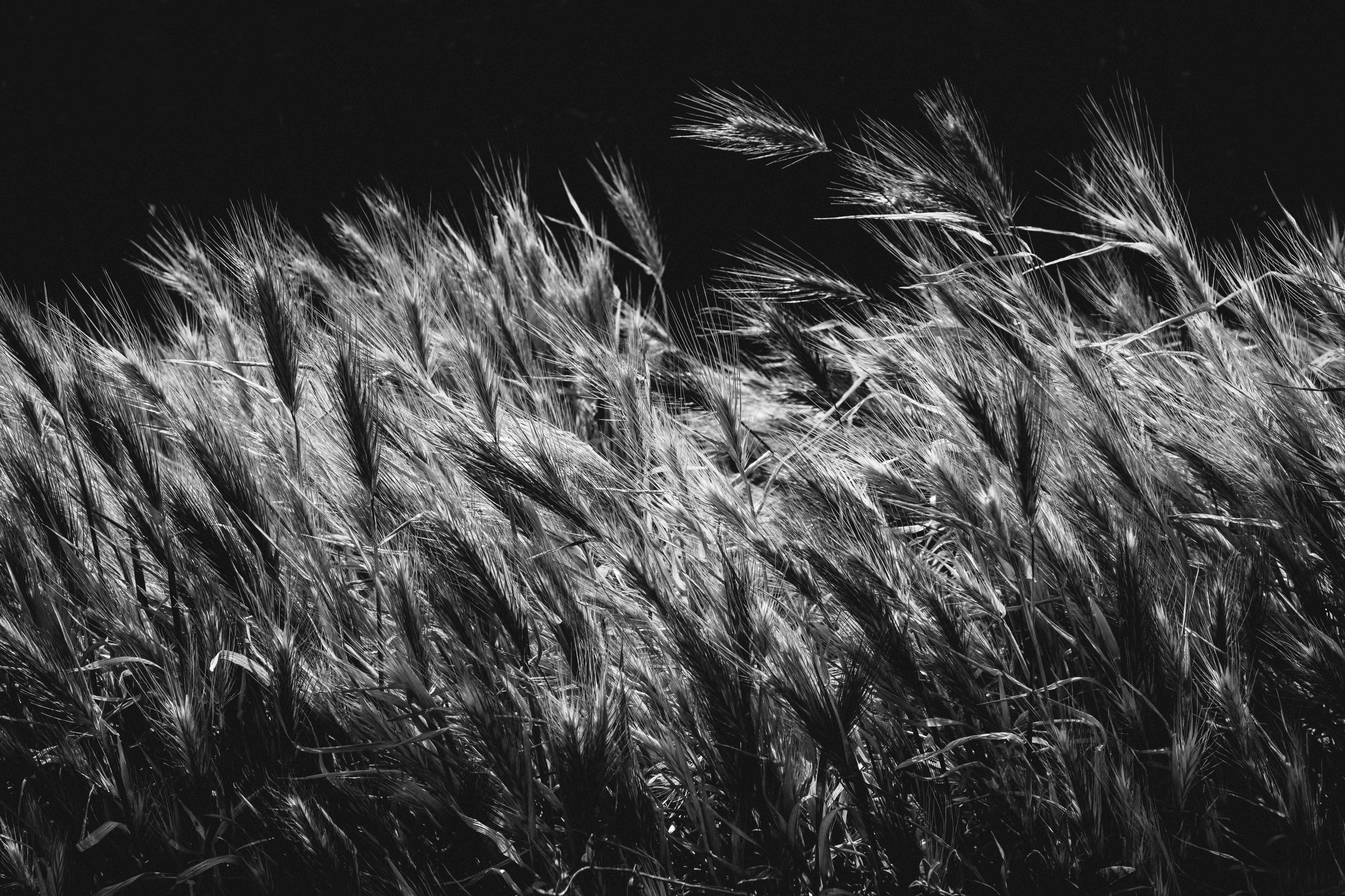 tall-grasses-on-grassland-in-black-and-white-free-stock-photo