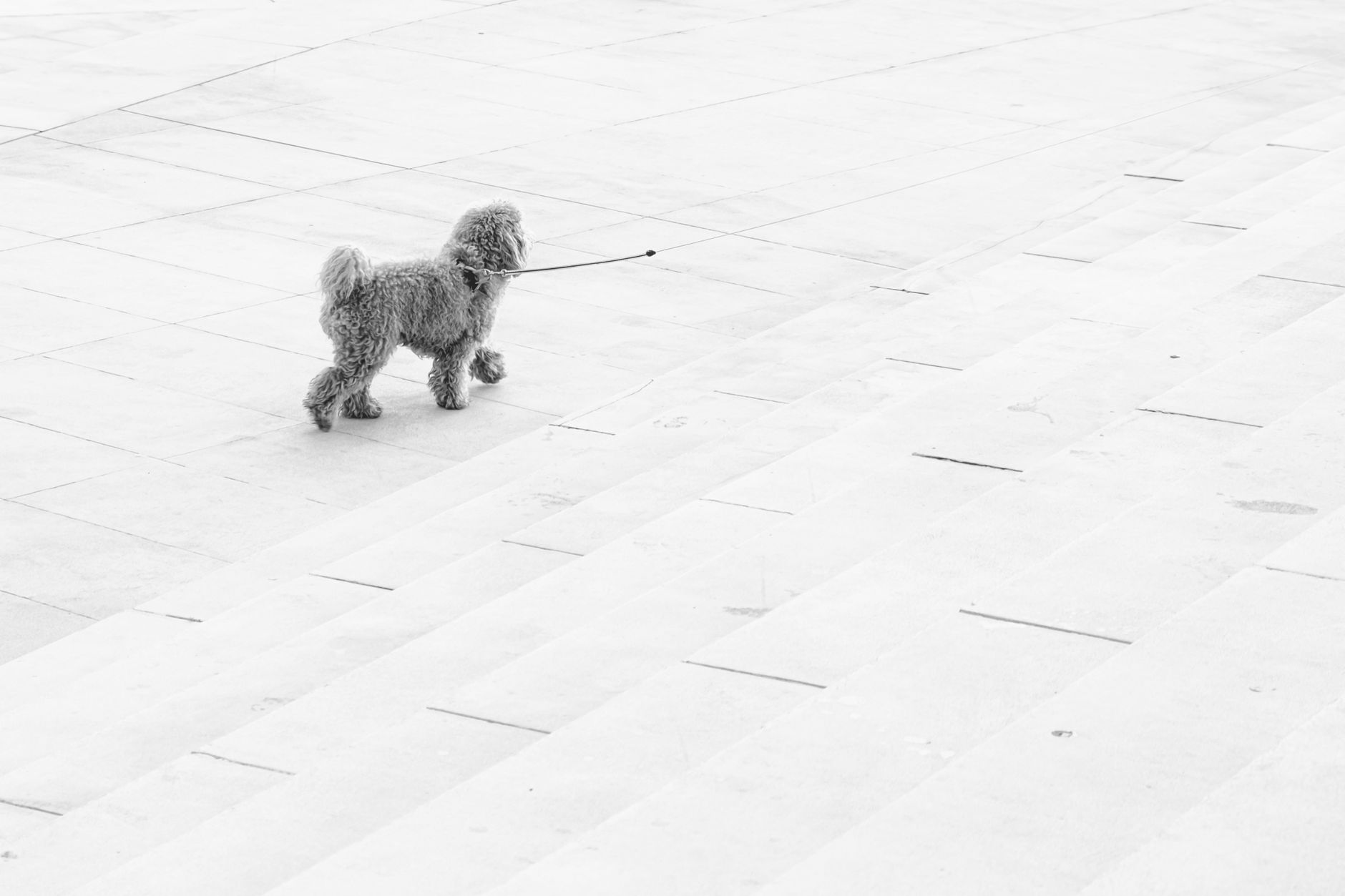 Dog on Sidewalk