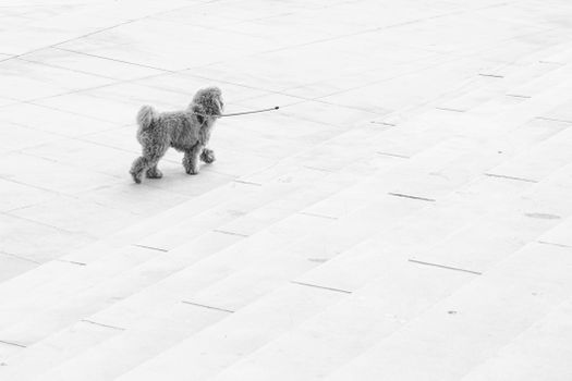 A lone poodle on a leash strolls across clean, geometric stone steps outdoors.