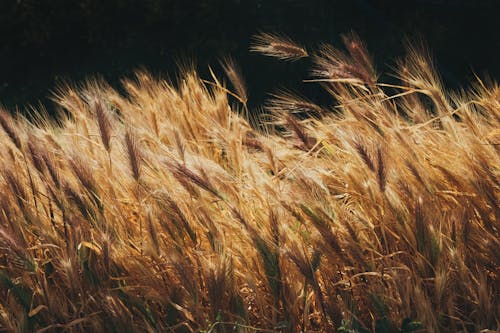 Wheat on a Field