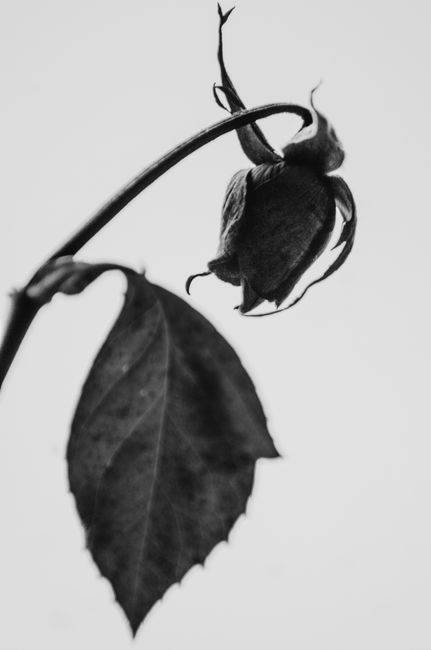 Artistic monochrome image featuring a rose bud and leaf, offering a dramatic and classic look.