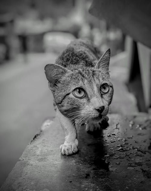 Kitten Sneaking on Stone Wall