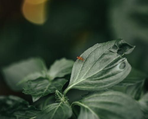 Immagine gratuita di foglie verdi, macro, natura