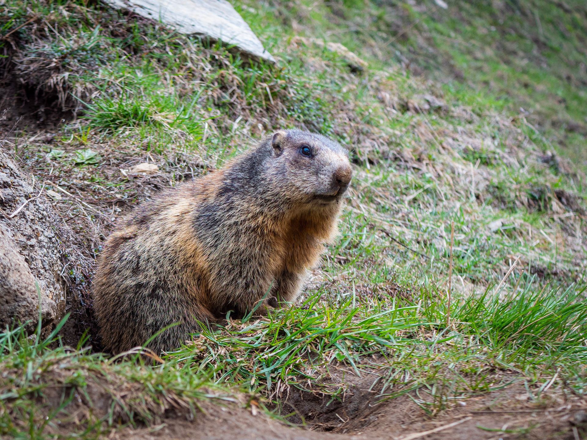 A marmot in its natural habitat, showcasing wildlife beauty in a grassy outdoor environment.