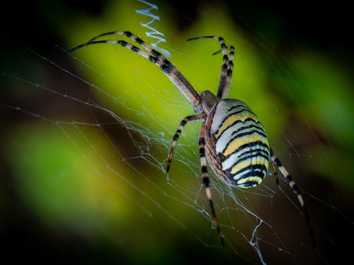 Close up of Wasp Spider