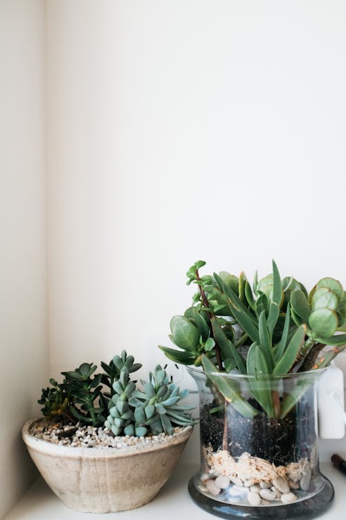 Free Green Succulents In Bowls Stock Photo