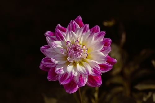 Free Close-up of a vibrant pink and white dahlia flower against a dark background. Stock Photo