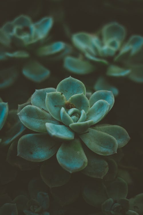 Succulents