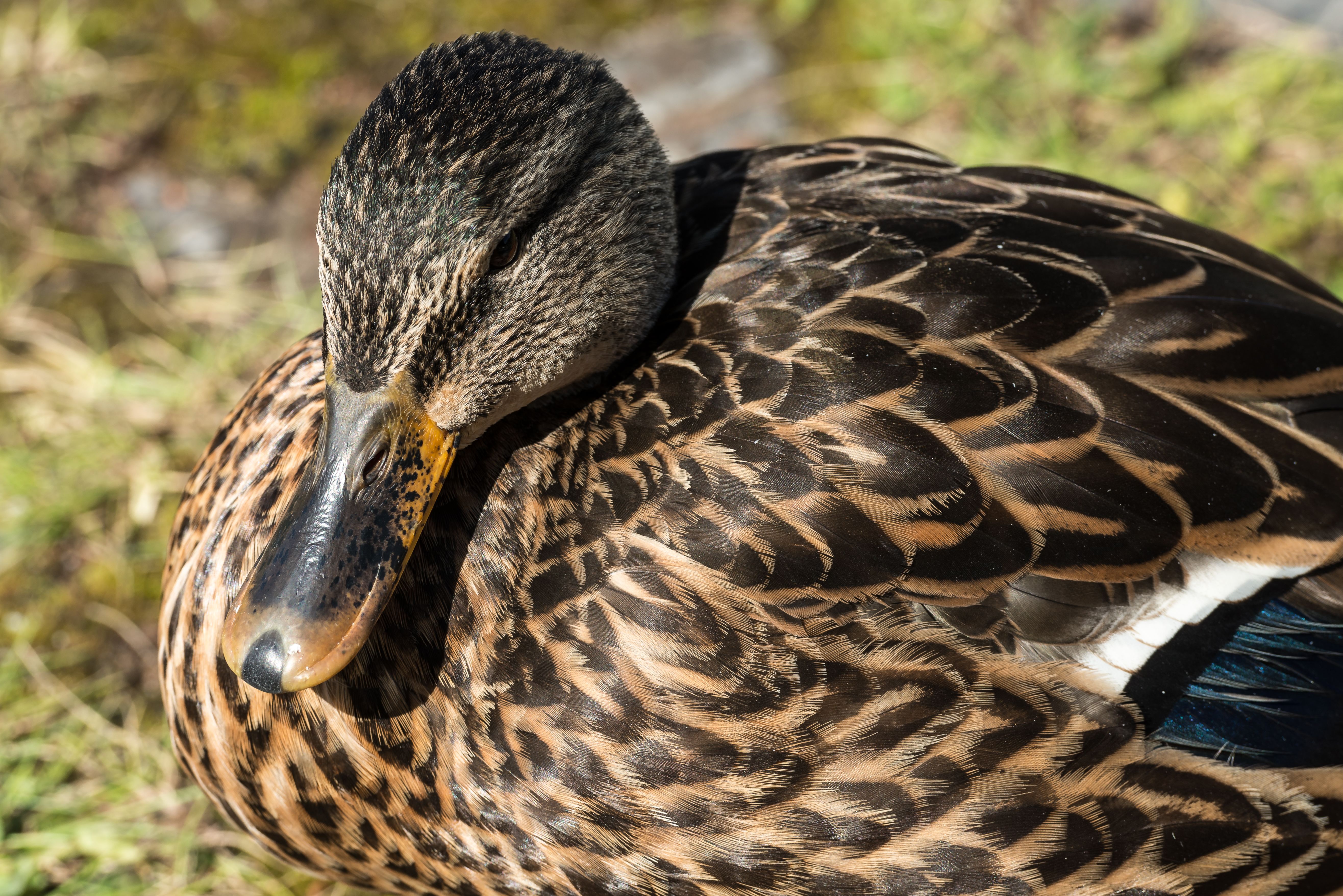 Detailed close-up of a mallard duck resting in a grassy area in Hamburg.