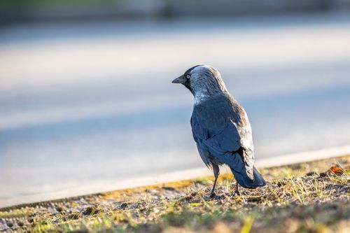 Free A lone jackdaw stands on the roadside, captured in a natural setting with soft lighting. Stock Photo