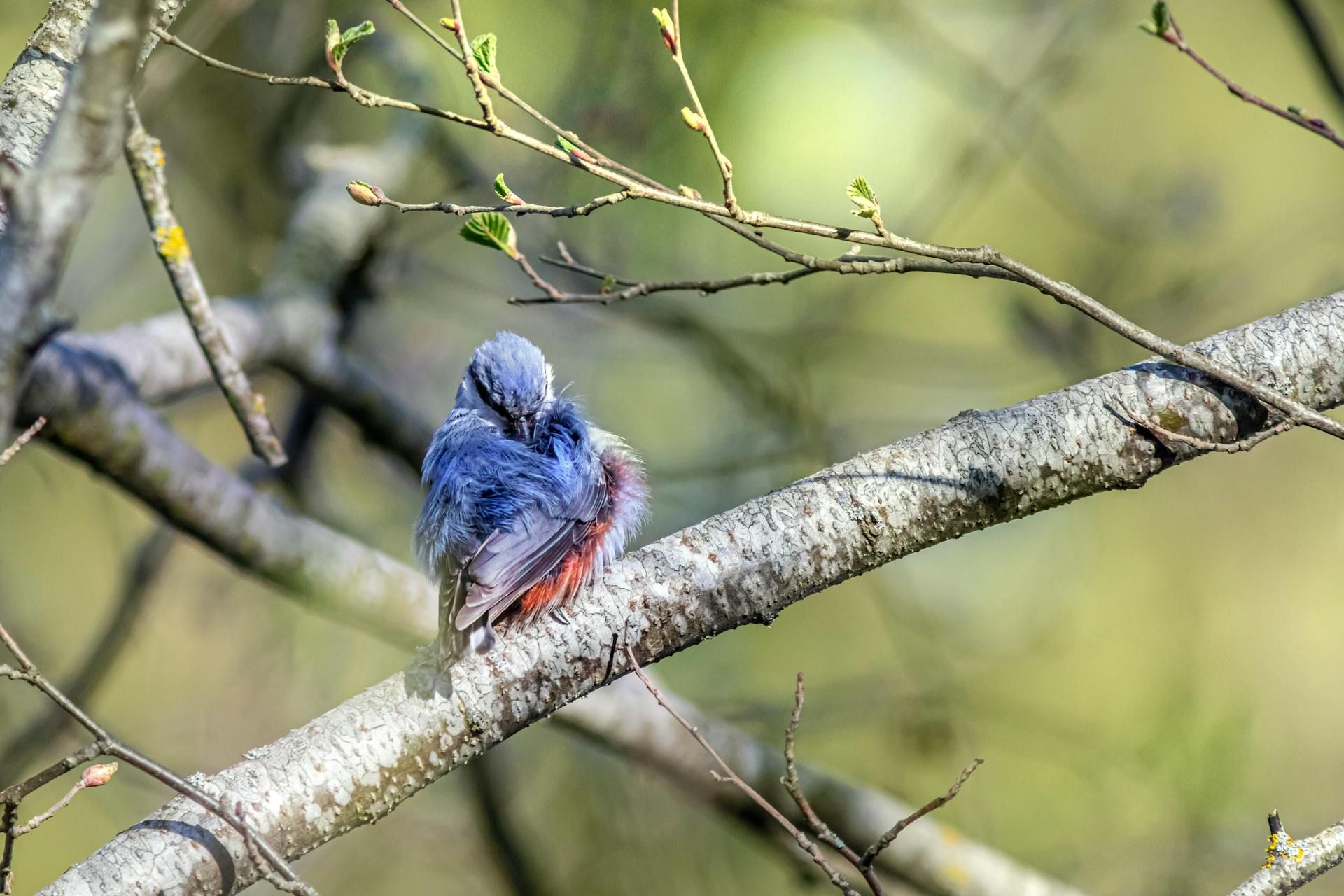 A vibrant bluebird perched on a branch, surrounded by the fresh blooms of spring.