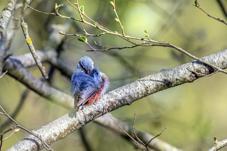 Bluebird Perching On A Branch