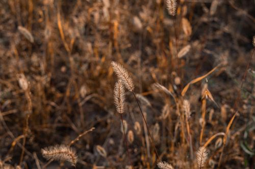 Free Close-up of golden dry grass in a sunlit field with earthy tones and natural textures. Stock Photo