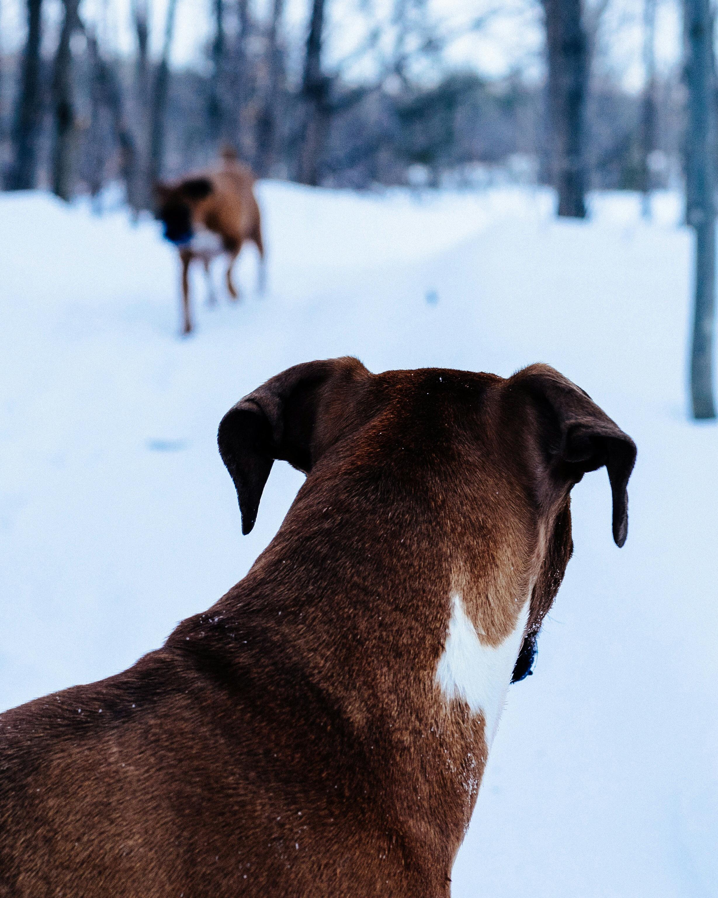 boxer full action