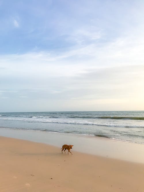 Photos gratuites de animal, bord de mer, chien