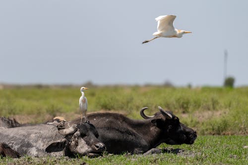 American Buffalo and White Egrets in a Field