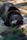 brown bear