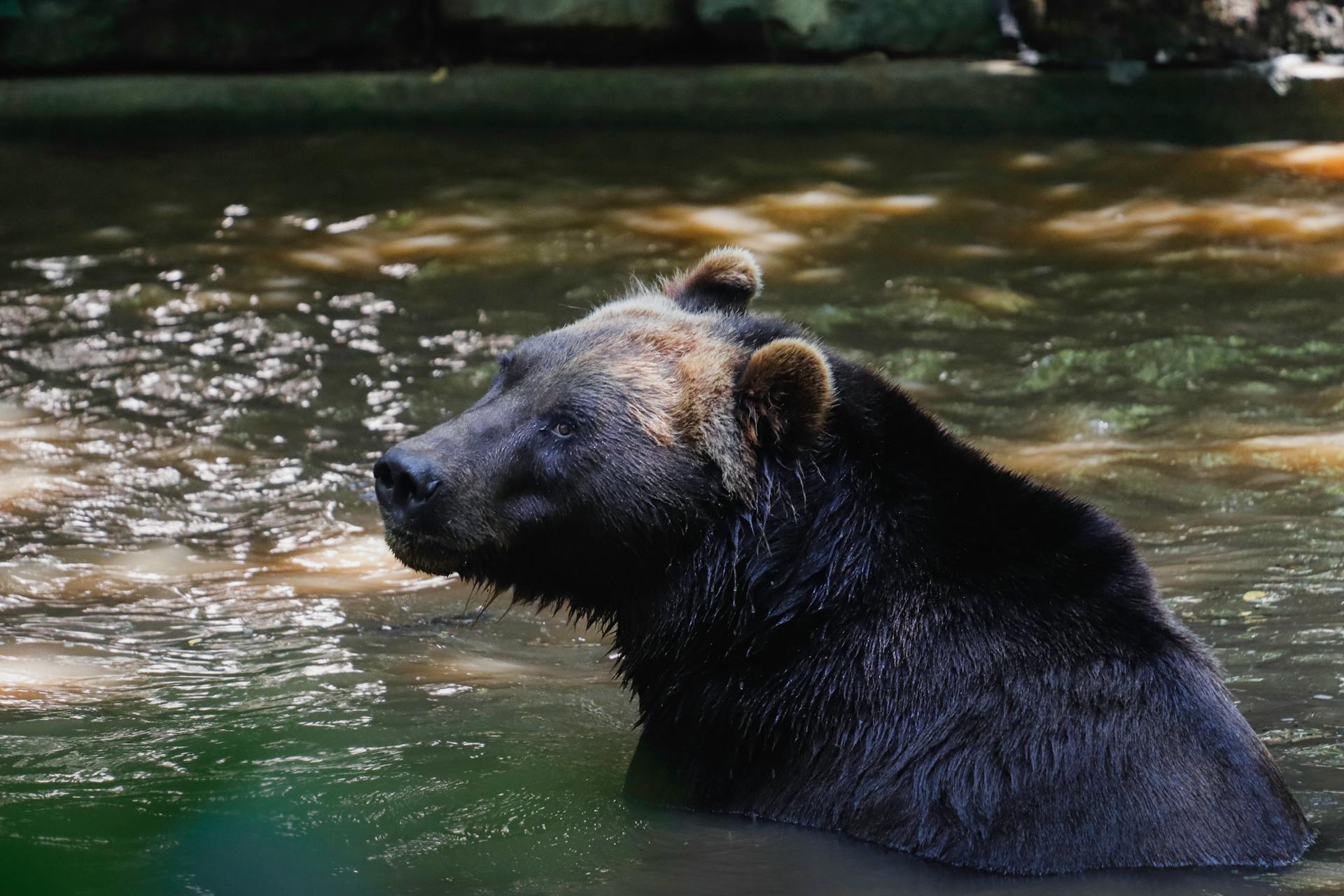 Bear Bathing in a River