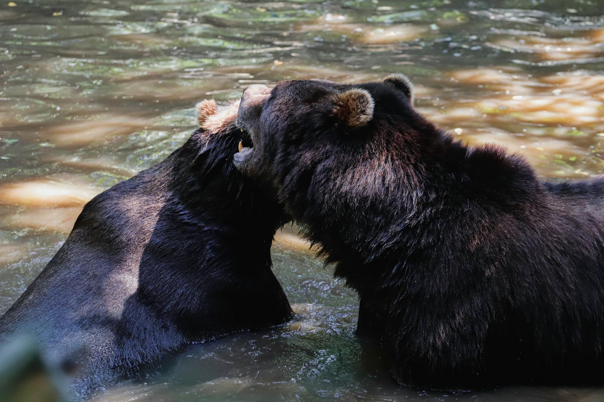 Photo of Bears Bathing in a River