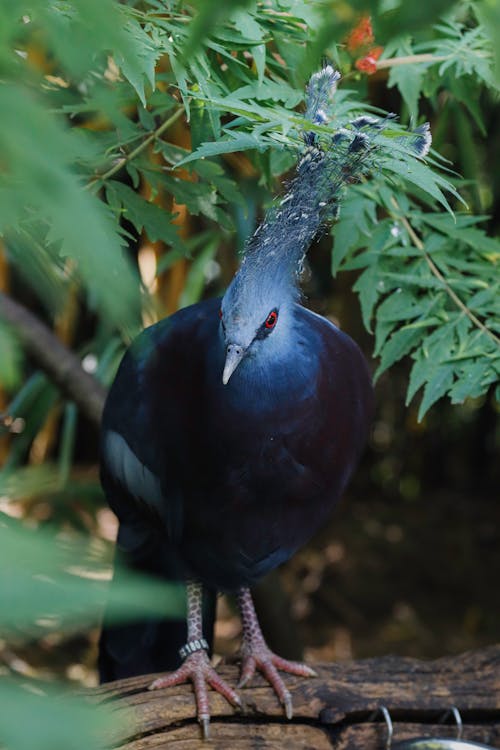 Photo of a Victoria Crowned Pigeon Perching under Leaves