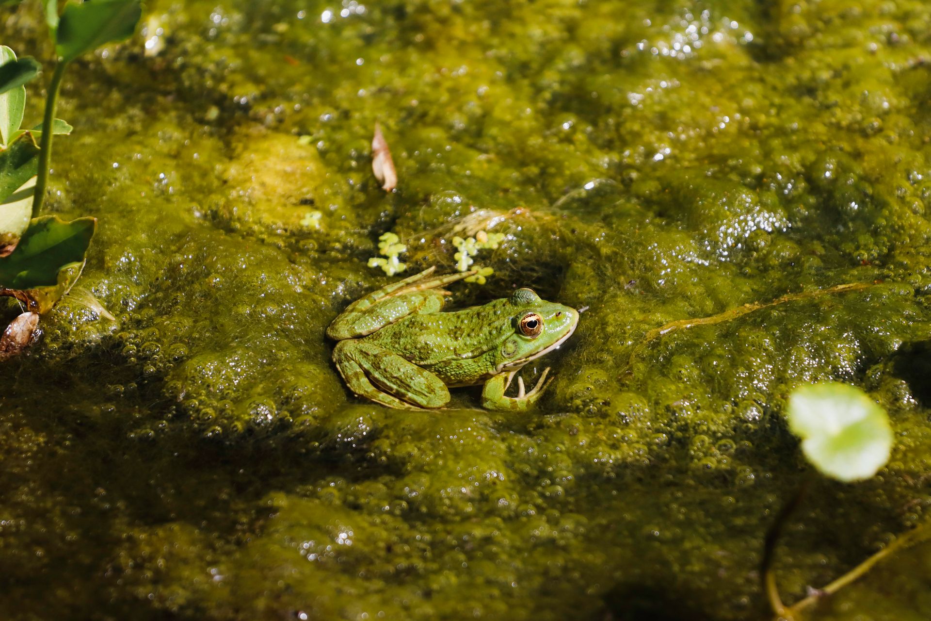 A vibrant green frog perched on a mossy surface in a natural outdoor setting.